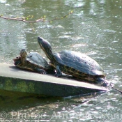 Photo de Tortue