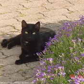 Photo de Chat domestique