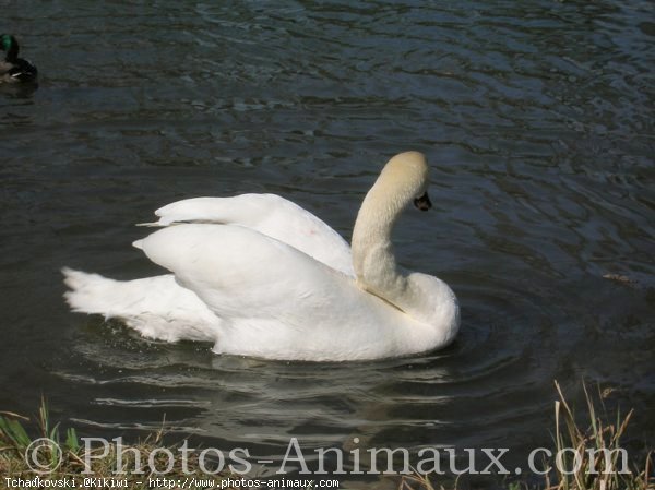 Photo de Cygne