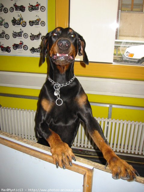 Photo de Dobermann