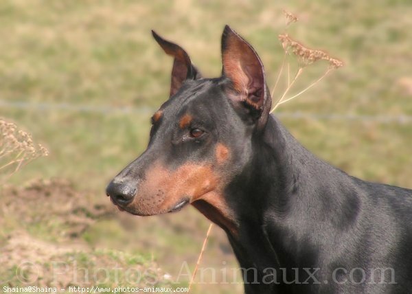 Photo de Dobermann