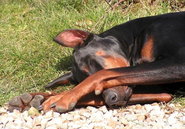 Photo de Dobermann