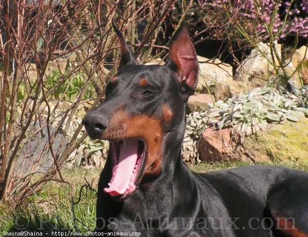 Photo de Dobermann