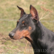 Photo de Dobermann