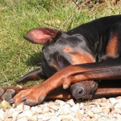 Photo de Dobermann