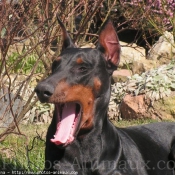 Photo de Dobermann