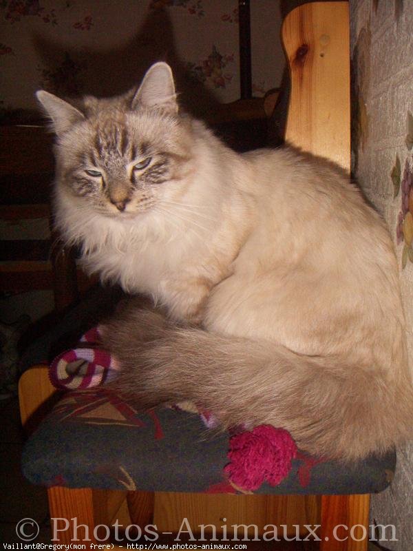 Photo de Sacr de birmanie