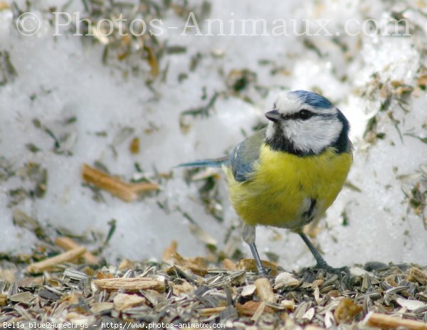 Photo de Msange bleue