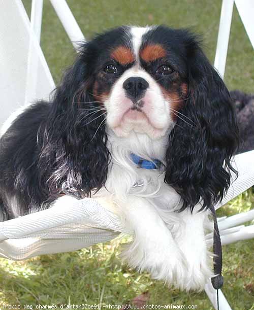 Photo de Cavalier king charles spaniel