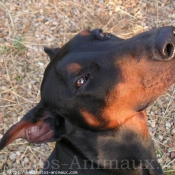 Photo de Dobermann