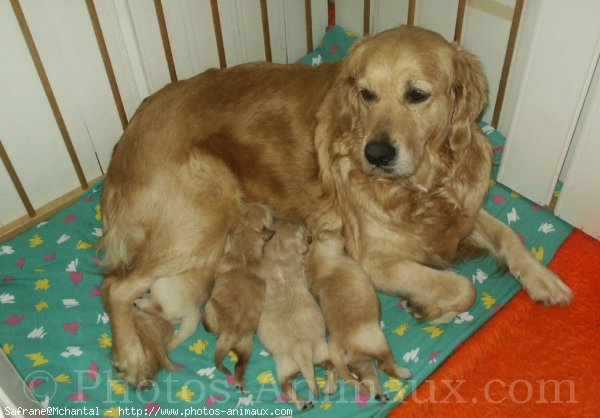 Photo de Golden retriever