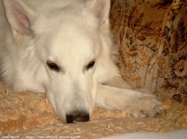 Photo de Berger blanc suisse