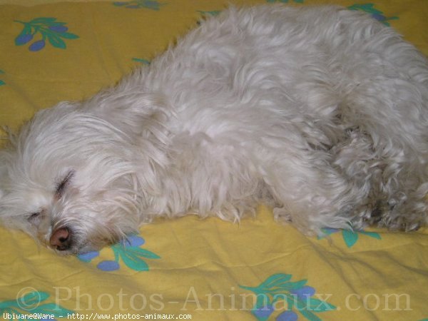 Photo de Bichon maltais