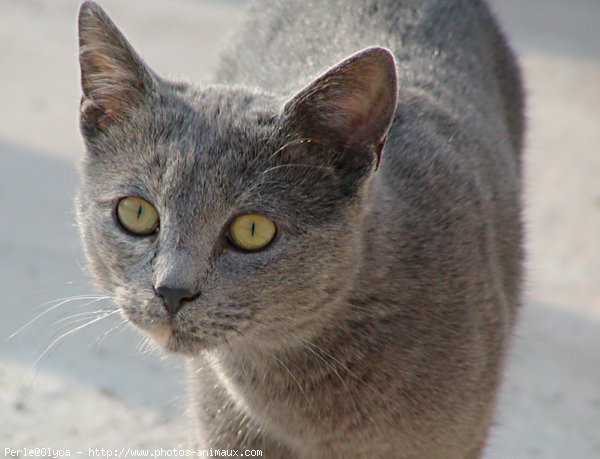 Photo de Chat domestique