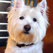 Photo de West highland white terrier