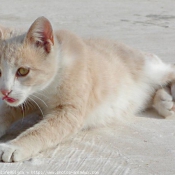 Photo de Chat domestique