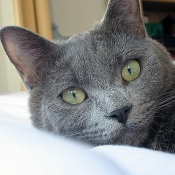 Photo de Chartreux