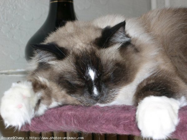 Photo de Ragdoll