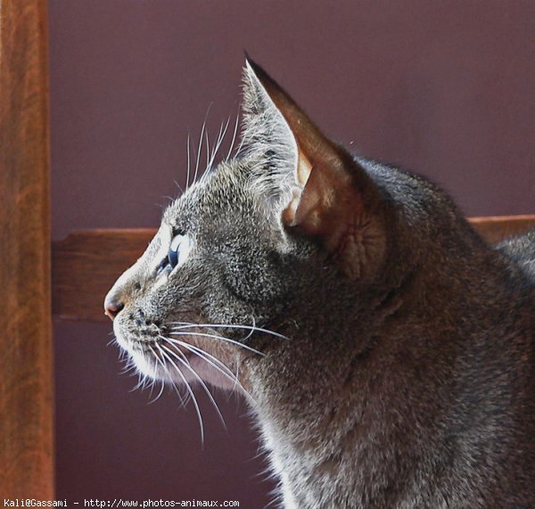 Photo d'Ocicat