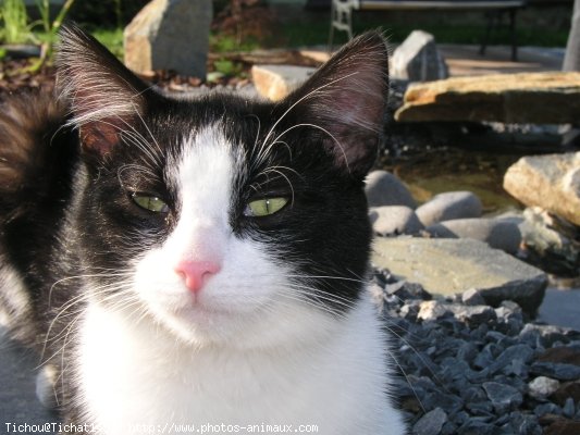 Photo de Chat domestique