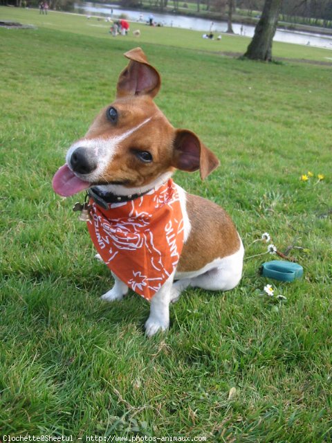 Photo de Jack russell terrier