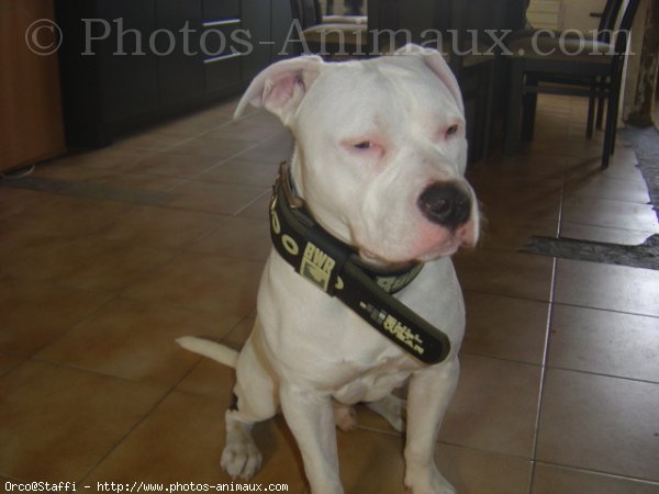 Photo d'American staffordshire terrier