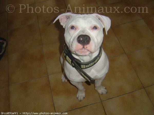 Photo d'American staffordshire terrier