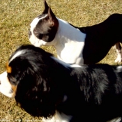 Photo de Cavalier king charles spaniel