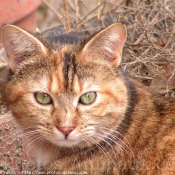 Photo de Chat domestique