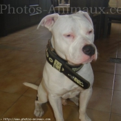 Photo d'American staffordshire terrier