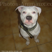 Photo d'American staffordshire terrier