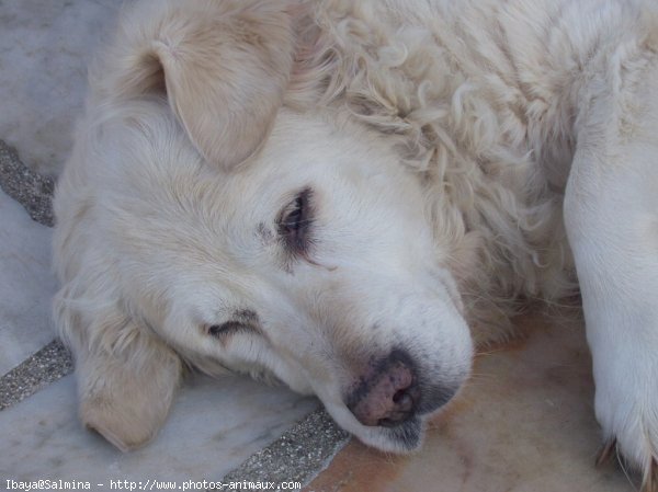 Photo de Golden retriever