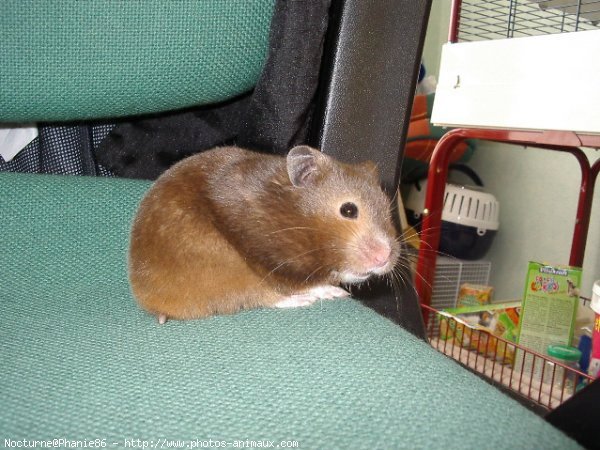 Photo de Hamster