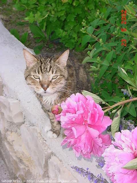 Photo de Chat domestique