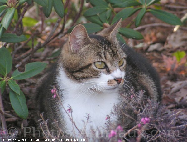 Photo de Chat domestique