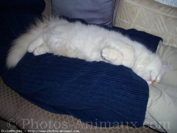 Photo de Ragdoll