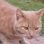 Photo de Chat domestique