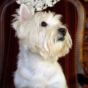 Photo de West highland white terrier