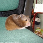 Photo de Hamster