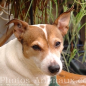 Photo de Jack russell terrier