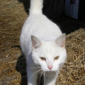 Photo de Chat domestique