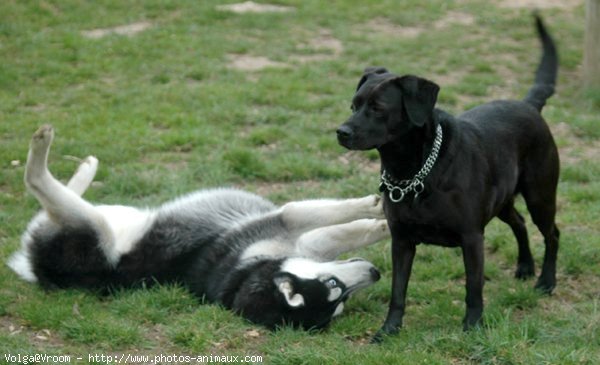 Photo de Husky siberien