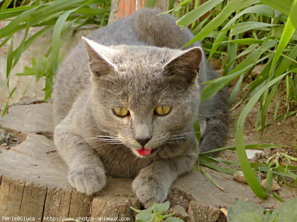 Photo de Chat domestique