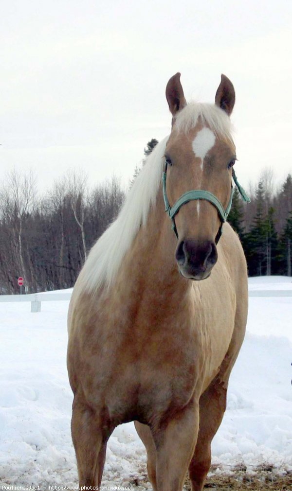 Photo de Quarter horse