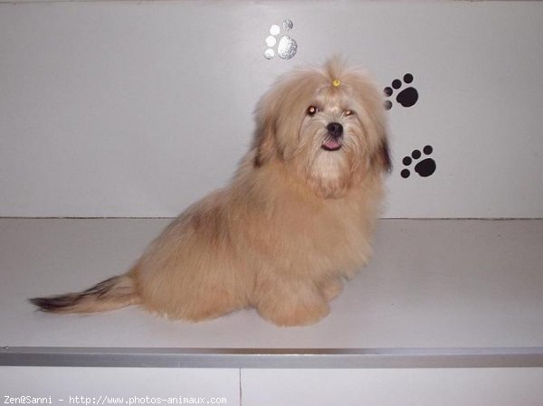 Photo de Lhassa apso