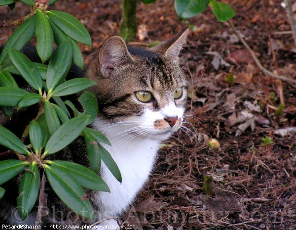 Photo de Chat domestique