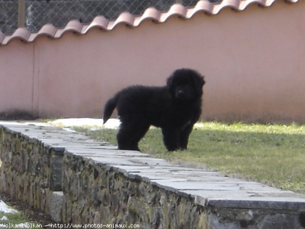 Photo de Chien de terre-neuve