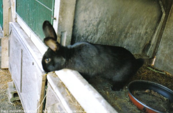 Photo de Lapin