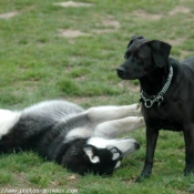 Photo de Husky siberien