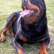 Photo de Rottweiler